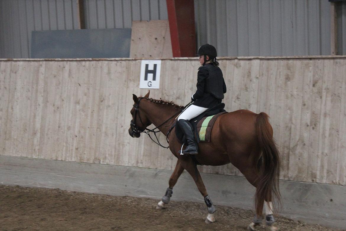 Stævne i Ågerupgård Sportsrideklub  d. 17 se billede 88