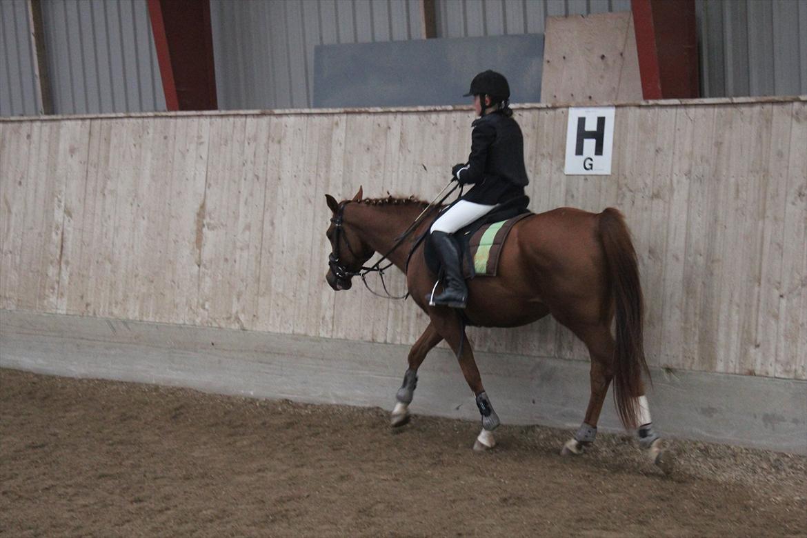 Stævne i Ågerupgård Sportsrideklub  d. 17 se billede 89