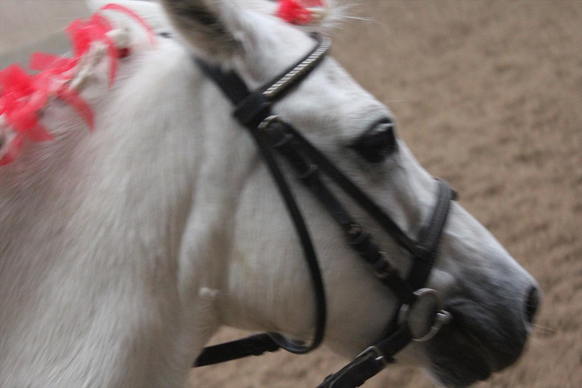 Stævne i Ågerupgård Sportsrideklub  d. 17 se billede 91