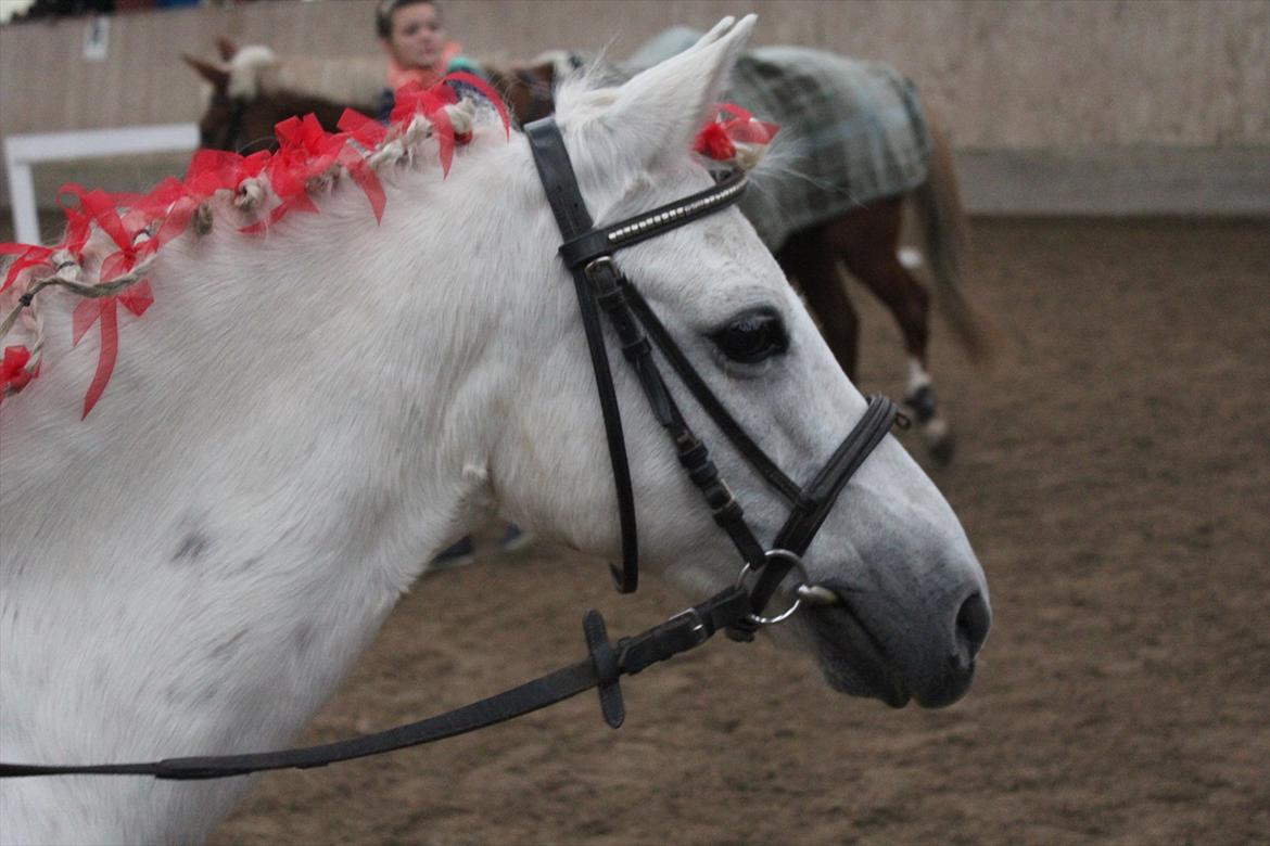 Stævne i Ågerupgård Sportsrideklub  d. 17 se billede 93