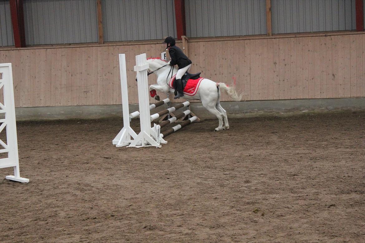 Stævne i Ågerupgård Sportsrideklub  d. 17 se billede 97