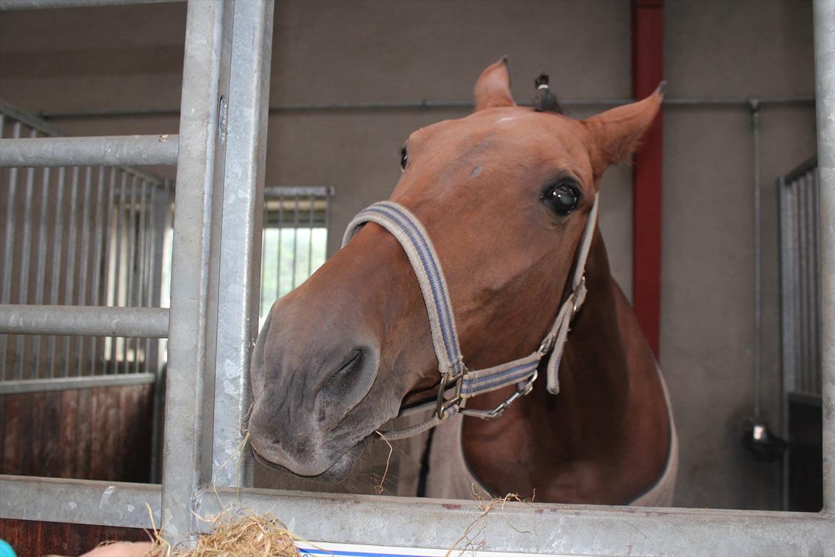 Stævne i Ågerupgård Sportsrideklub  d. 17 se billede 108