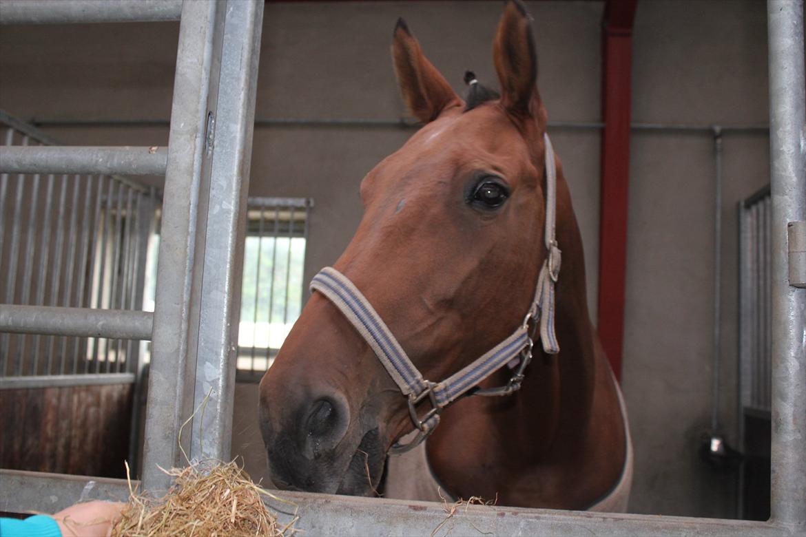 Stævne i Ågerupgård Sportsrideklub  d. 17 se billede 109