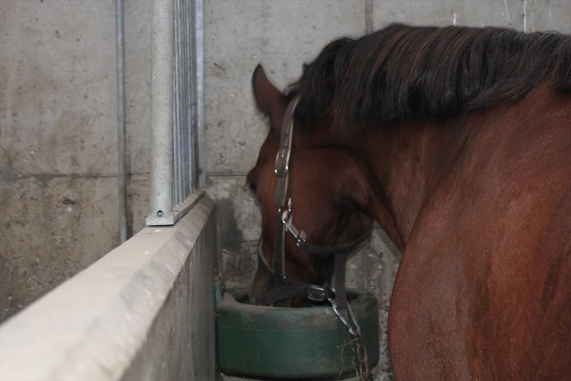 Stævne i Ågerupgård Sportsrideklub  d. 17 se billede 110
