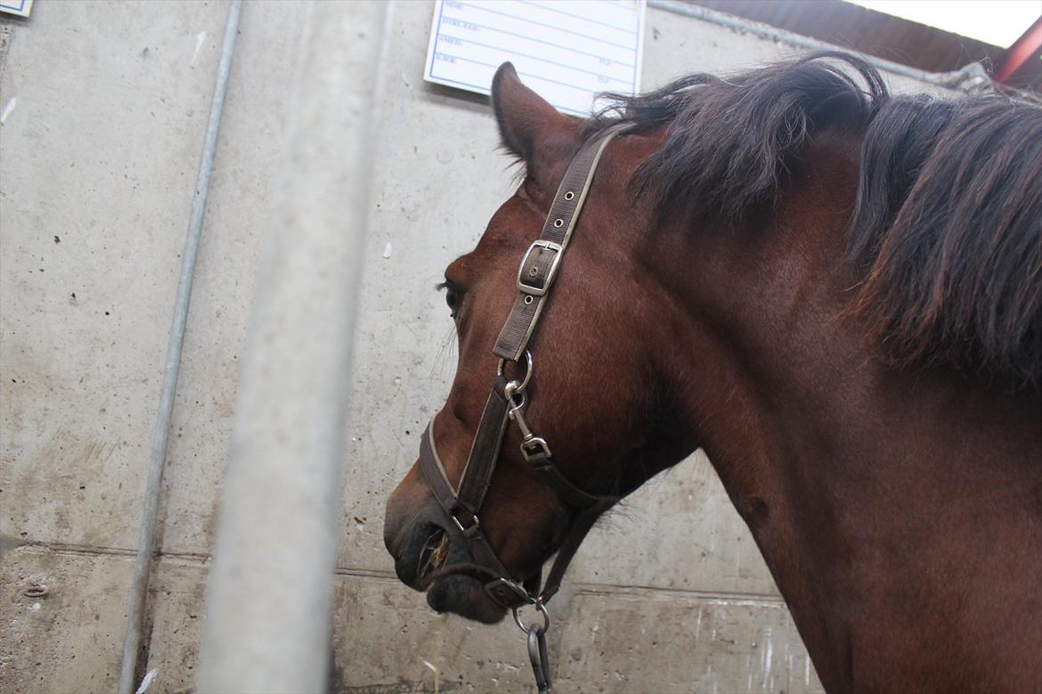 Stævne i Ågerupgård Sportsrideklub  d. 17 se billede 111