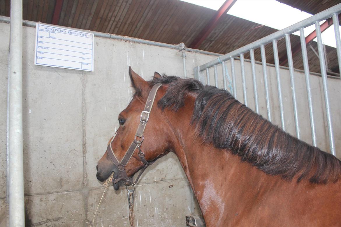 Stævne i Ågerupgård Sportsrideklub  d. 17 se billede 112