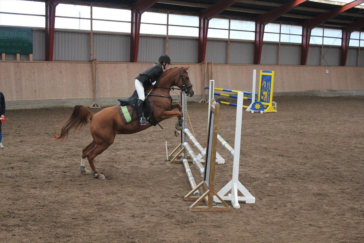 Stævne i Ågerupgård Sportsrideklub  d. 17 se billede 119