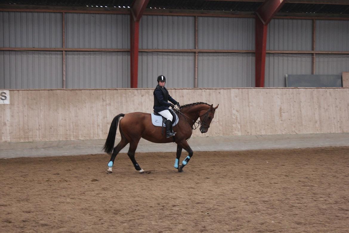 Stævne i Ågerupgård Sportsrideklub  d. 17 se billede 127