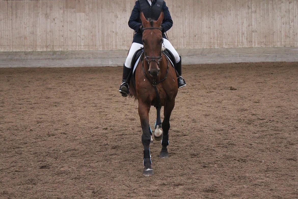 Stævne i Ågerupgård Sportsrideklub  d. 17 se billede 132