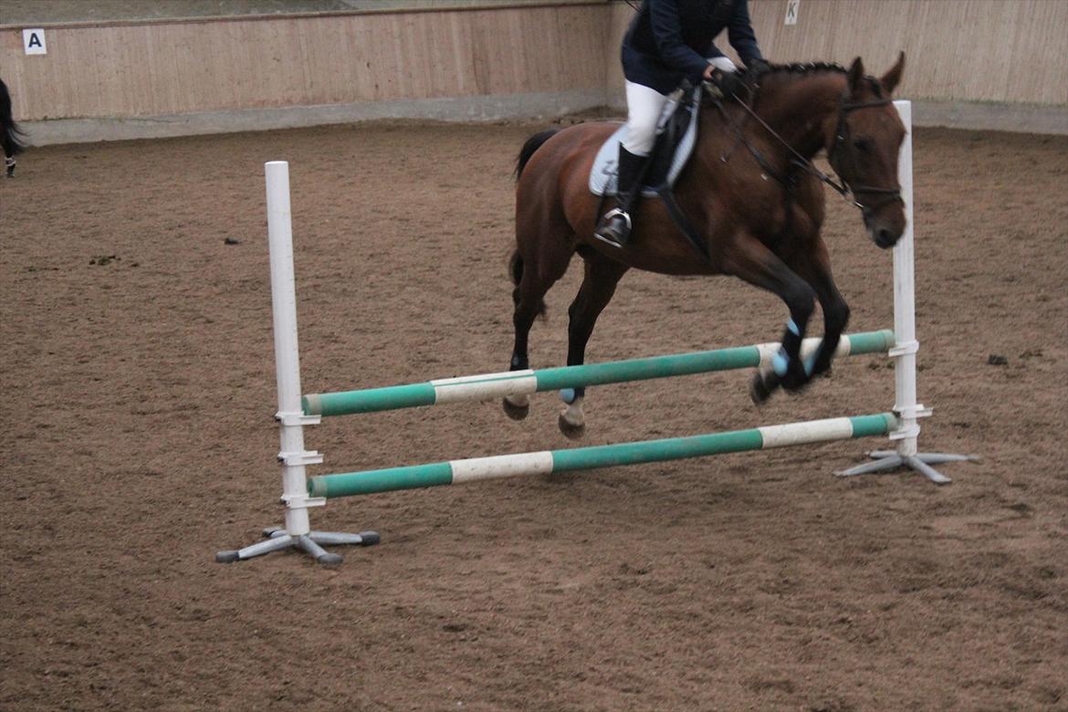 Stævne i Ågerupgård Sportsrideklub  d. 17 se billede 134