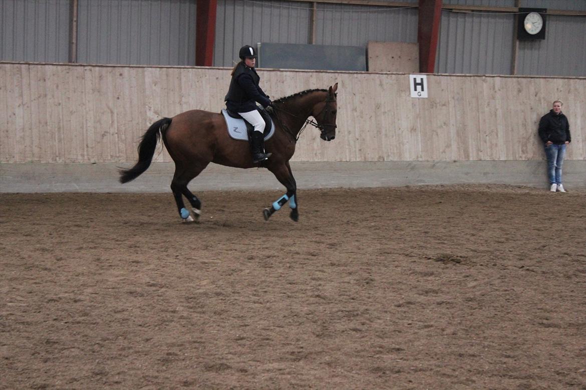 Stævne i Ågerupgård Sportsrideklub  d. 17 se billede 135