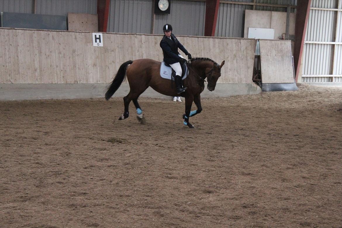 Stævne i Ågerupgård Sportsrideklub  d. 17 se billede 136