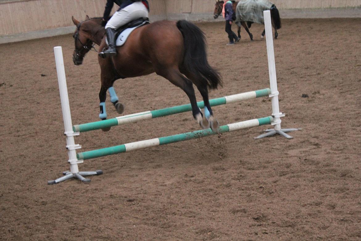 Stævne i Ågerupgård Sportsrideklub  d. 17 se billede 138