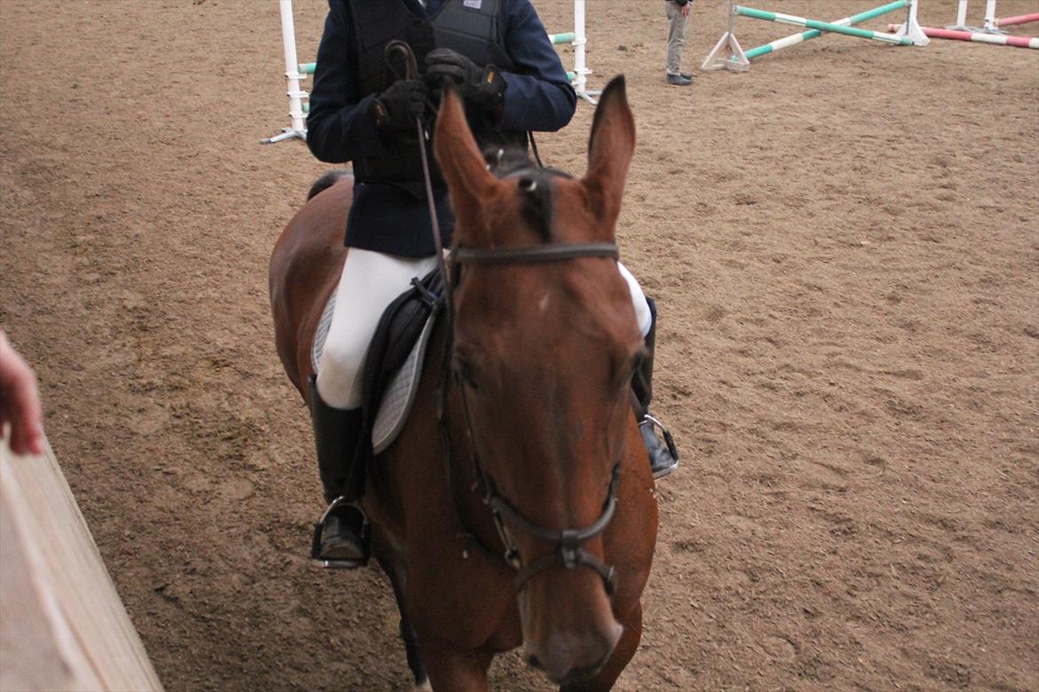 Stævne i Ågerupgård Sportsrideklub  d. 17 se billede 140