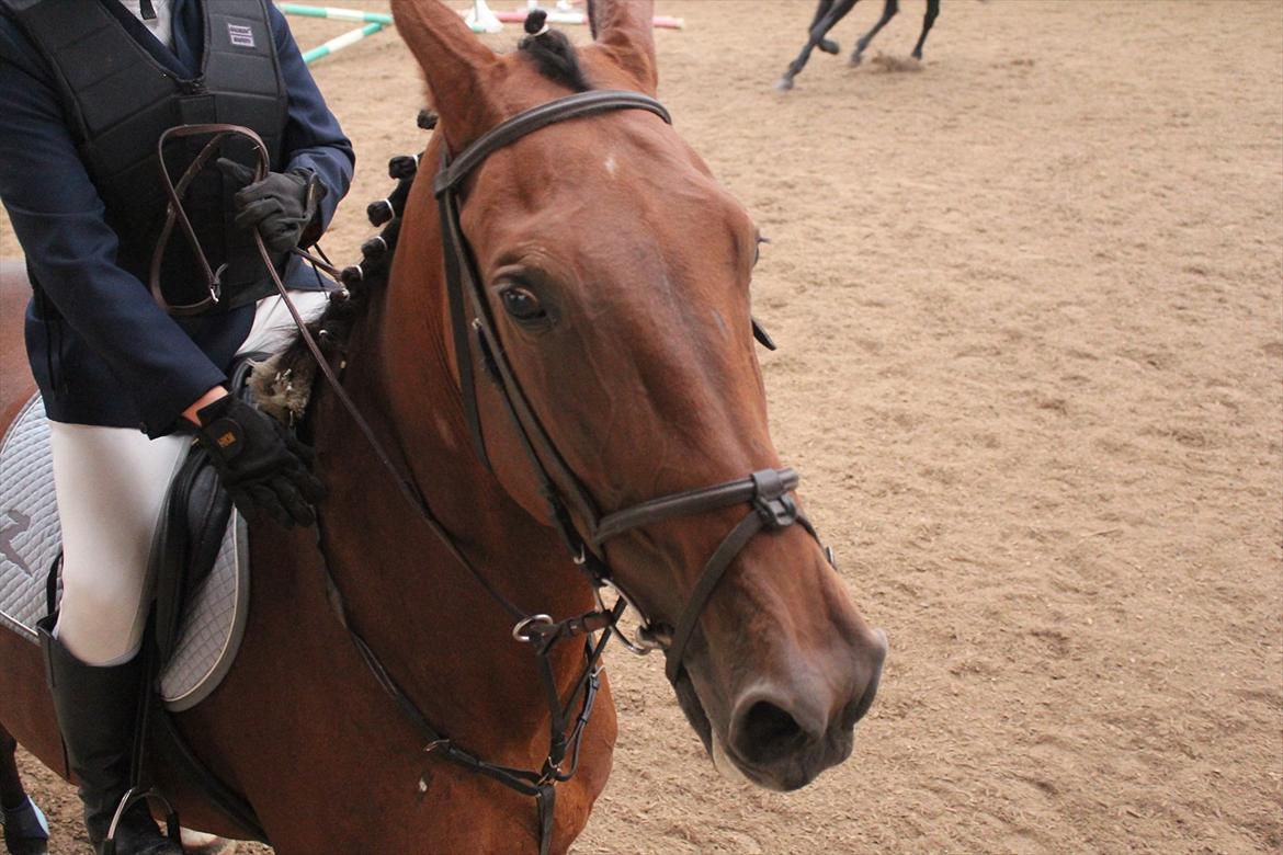 Stævne i Ågerupgård Sportsrideklub  d. 17 se billede 141