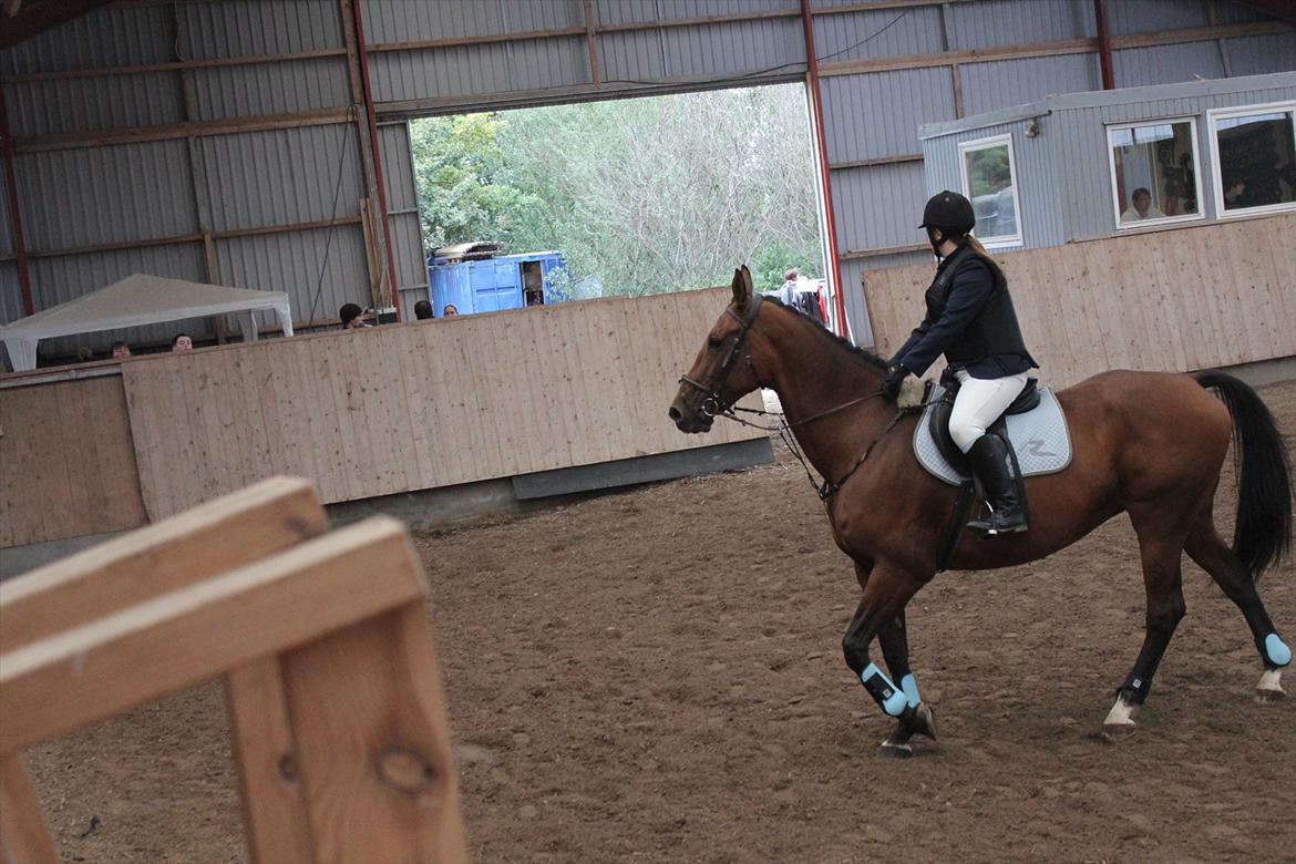 Stævne i Ågerupgård Sportsrideklub  d. 17 se billede 143