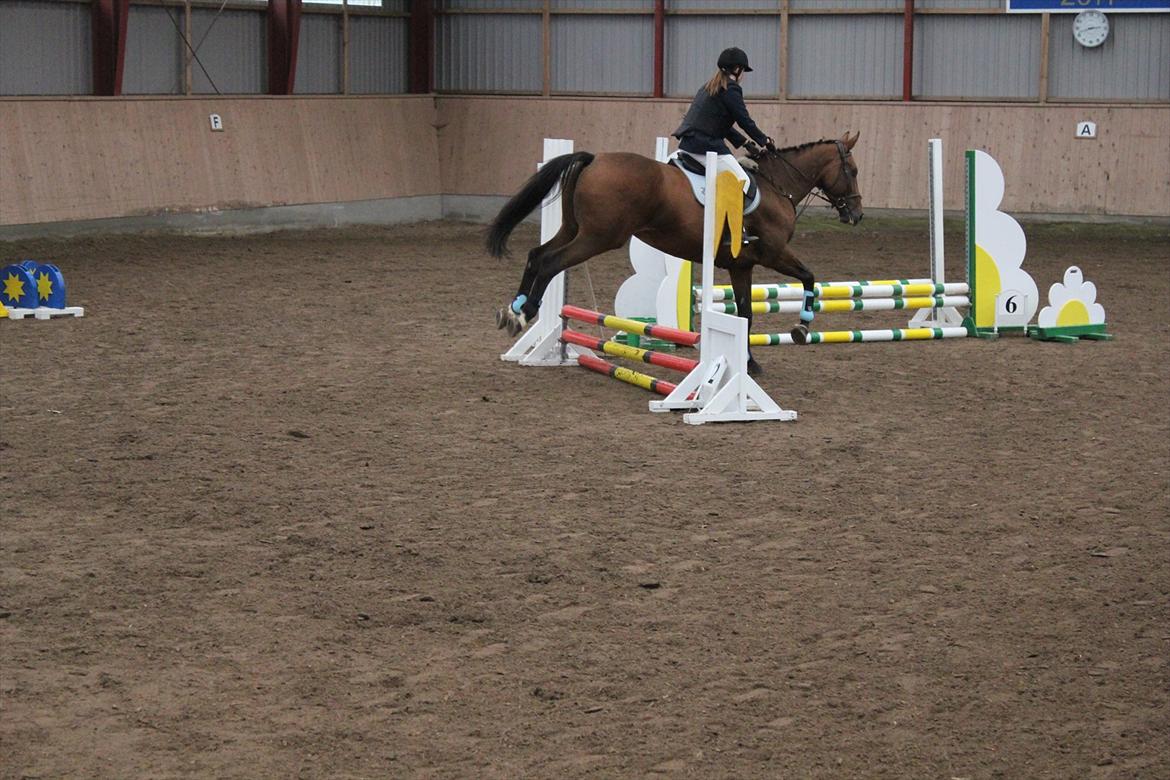 Stævne i Ågerupgård Sportsrideklub  d. 17 se billede 145