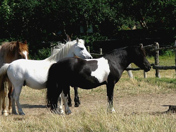 {{currentPhoto.altText}} billede {{currentPhoto.number}}