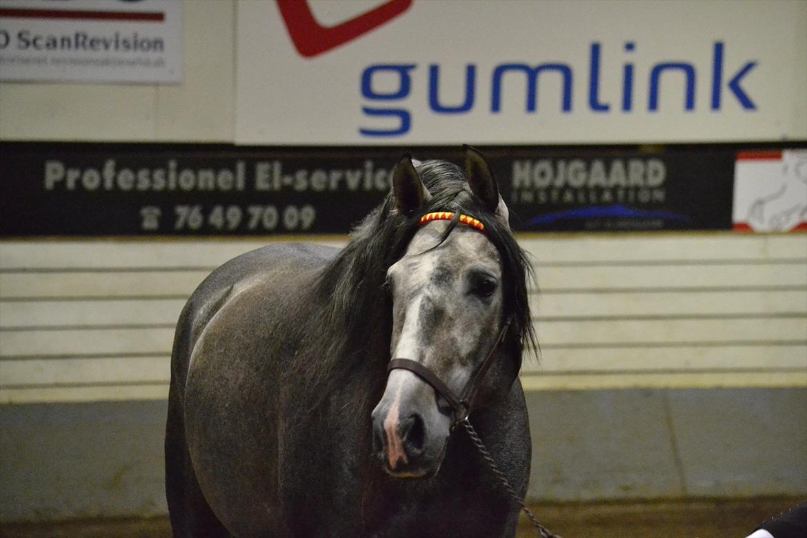 DAMOCHA 2011 - Galope P. Ejer: Stutteri Pepino PRE v/Sara Rudquist, Sverige billede 1