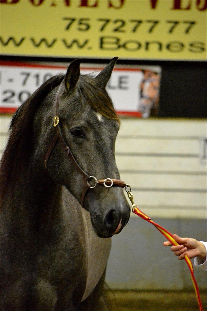 DAMOCHA 2011 - Romero CXIV, Ejer: Korsmosegård v/Magrethe Mogensen billede 2