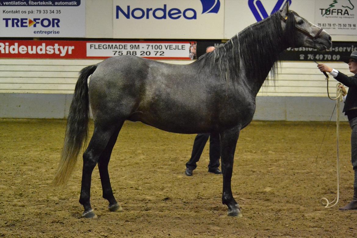 DAMOCHA 2011 - Galope P. Ejer: Stutteri Pepino PRE v/Sara Rudquist, Sverige  billede 3