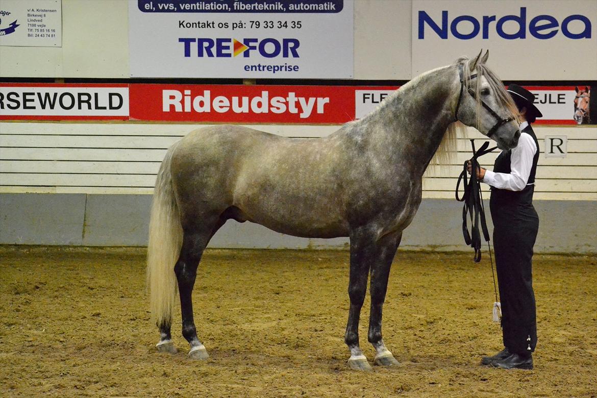 DAMOCHA 2011 - Maximus Z of Rohan. Ejer: Stald Rohan v/Mette Andersen billede 4