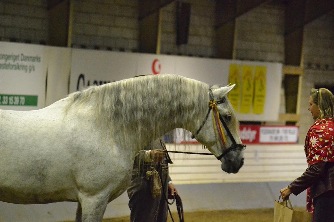 DAMOCHA 2011 - Delfinus. Ejer: Fabelgårdens PRE v/Pitho og Richard Sapir Weise, Sverige billede 5