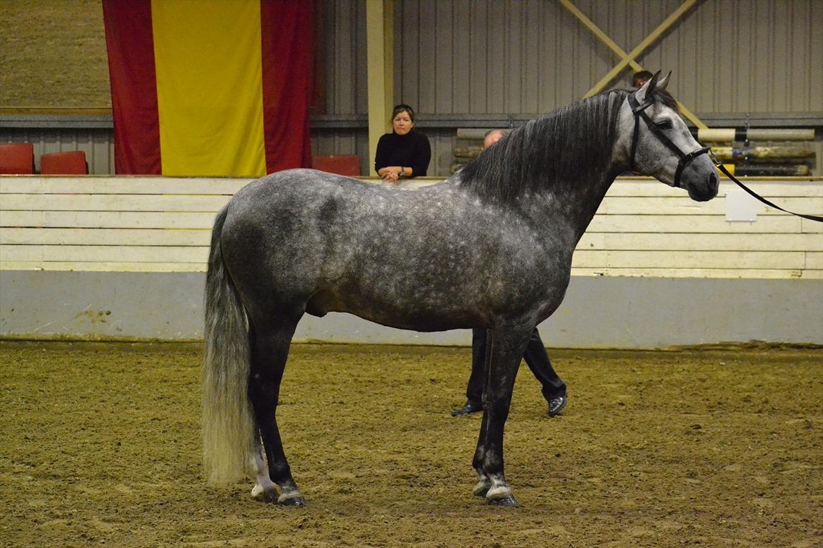 DAMOCHA 2011 - Equisito VII Ejer: Charlotte Lund Jørgensen billede 6