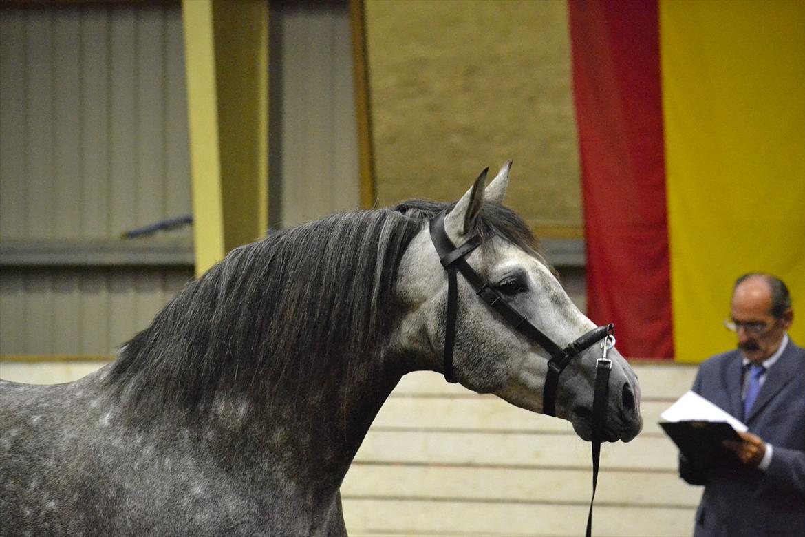 DAMOCHA 2011 - Equisito VII. Ejer: Charlotte Lund Jørgensen billede 7