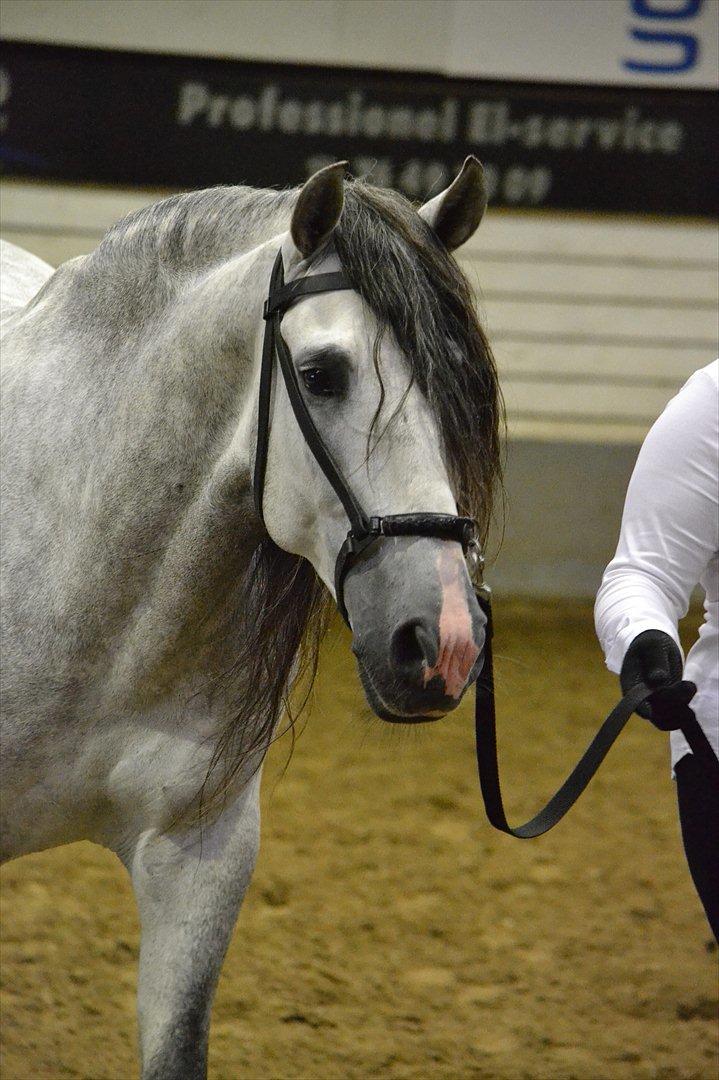 DAMOCHA 2011 - Urbano XVIII. Ejer: Kristina Vildal billede 8