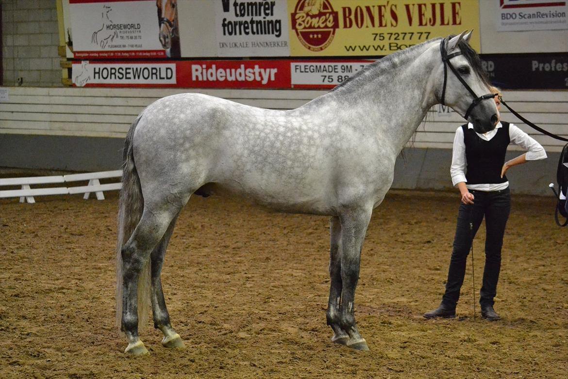 DAMOCHA 2011 - Urbano XVIII. Ejer: Kristina Vildal billede 9