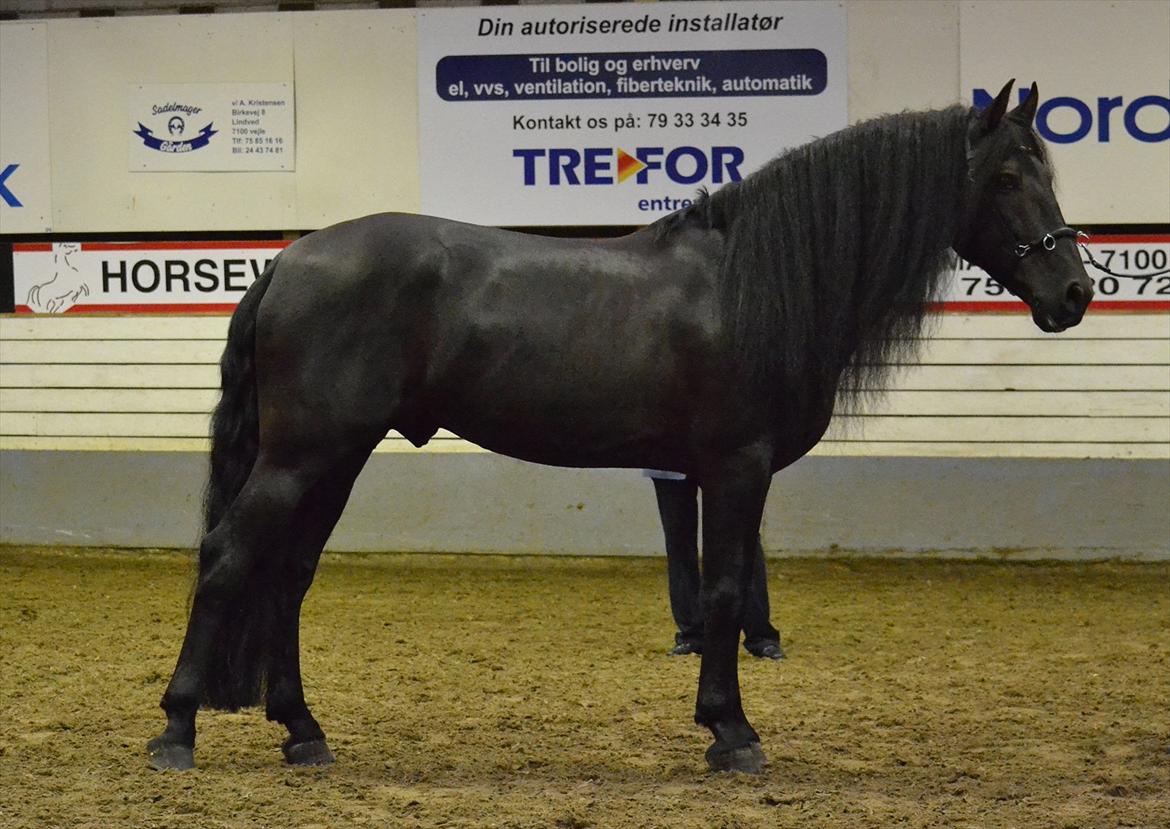 DAMOCHA 2011 - Mohicano. Ejer: Sølvgården v/Malene Holm Hansen billede 10