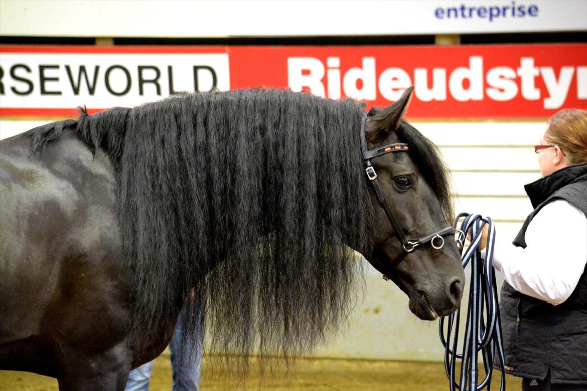 DAMOCHA 2011 - Mohicano. r: Sølvgården v/Malene Holm Hansen  billede 11
