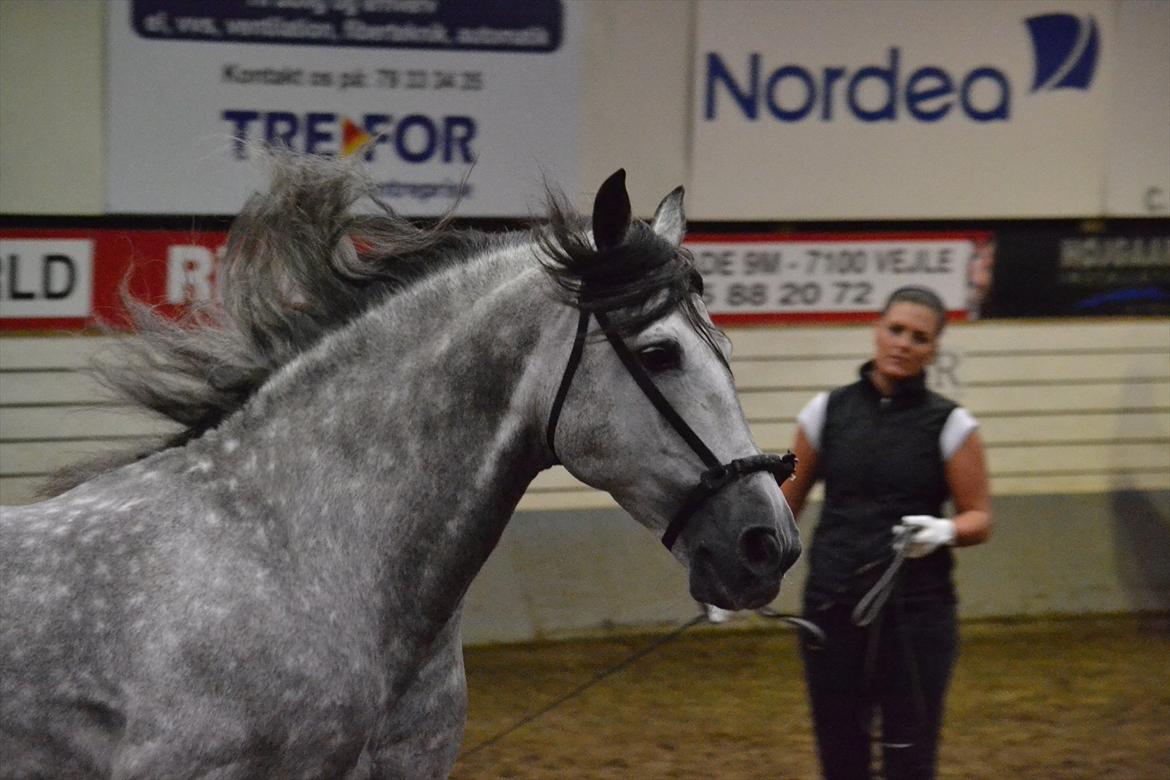 DAMOCHA 2011 - Babaro V. Ejer: Caballos de Soto v/Erik Hovgaard billede 12