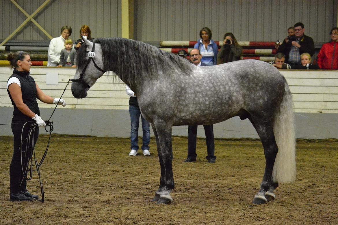 DAMOCHA 2011 - Babaro V. Ejer: Caballos de Soto v/Erik Hovgaard  billede 13