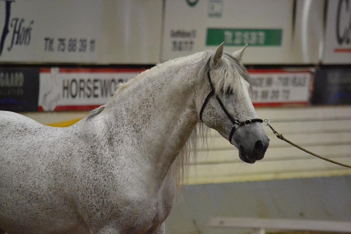 DAMOCHA 2011 - Envidoso XXXIX. Ejer: Dorthea Berg Jensen billede 14