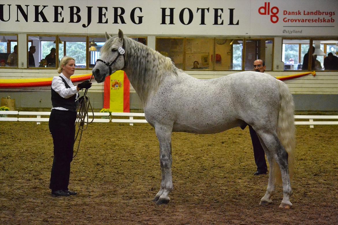 DAMOCHA 2011 - Envidoso XXXIX. Ejer: Dorthea Berg Jensen billede 15