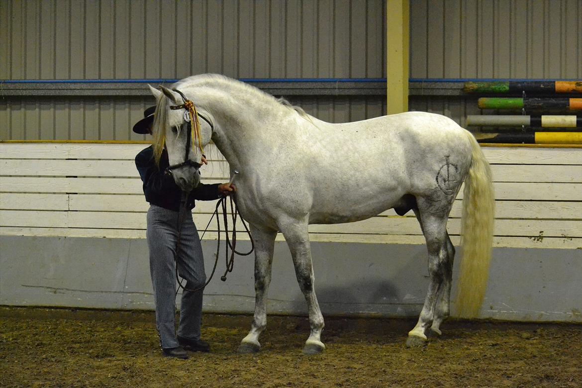 DAMOCHA 2011 - Delfinus. Ejer: Fabelgårdens PRE v/Pitho og Richard Sapir Weise, Sverige  billede 16