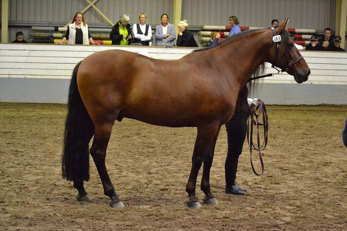 DAMOCHA 2011 - Ministro III. Ejer: Trine Skovlund Jørgensen billede 17