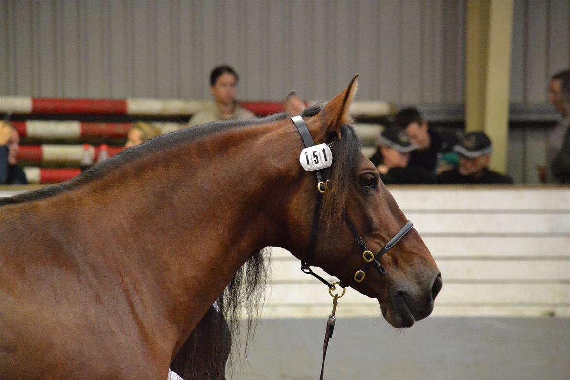 DAMOCHA 2011 - Ministro III. Ejer: Trine Skovlund Jørgensen  billede 18