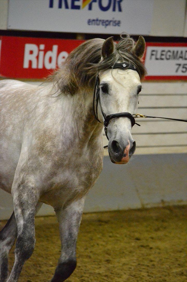 DAMOCHA 2011 - Camaron Del Mosquin. Ejer: Trine Skovlund billede 19