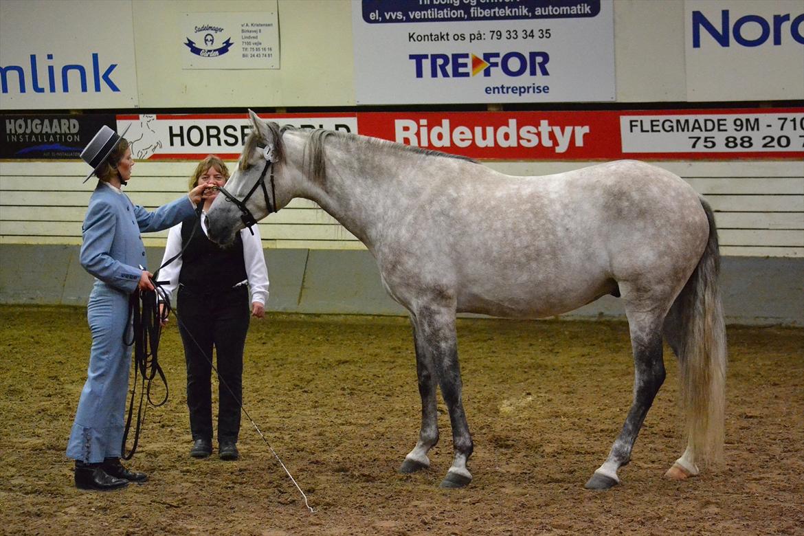 DAMOCHA 2011 - Camaron Del Mosquin. Ejer: Trine Skovlund billede 20