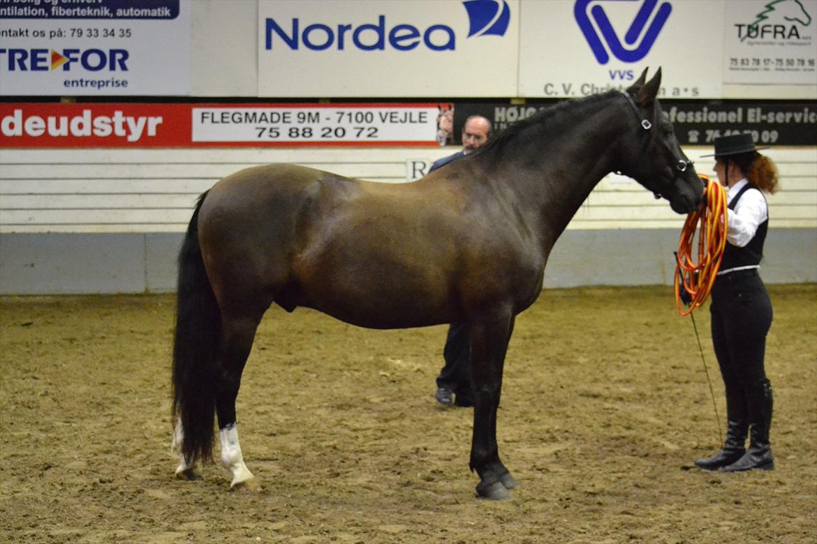 DAMOCHA 2011 - Desafio XXI. Ejer: Ulla Bjørn Poulsen billede 21