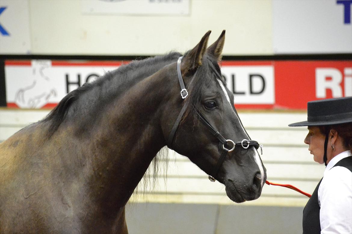 DAMOCHA 2011 - Desafio XXI. Ejer: Ulla Bjørn Poulsen  billede 22