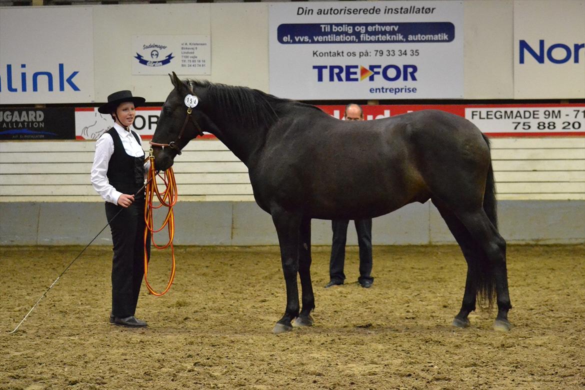 DAMOCHA 2011 - Famoso CLIII. Ejer: Annette Siren. Udstiller: Korsmosegård v/Magrethe Mogensen billede 23