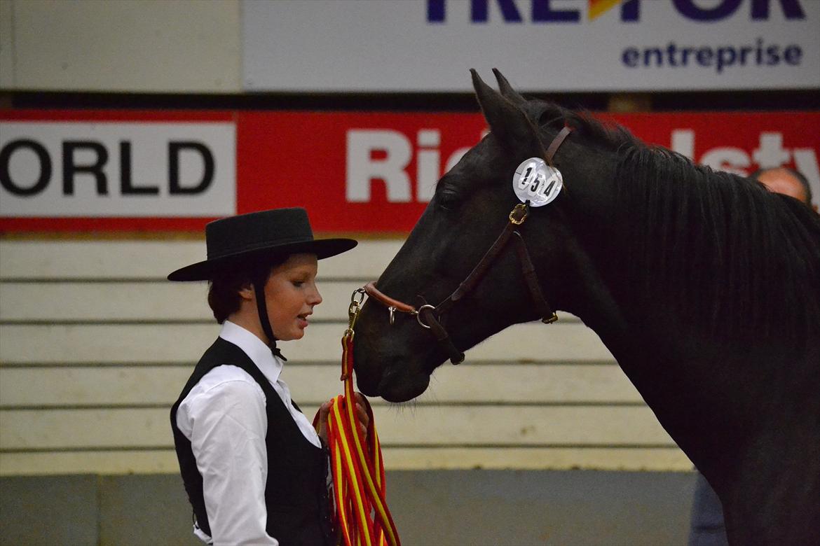 DAMOCHA 2011 - Famoso CLIII. Ejer: Annette Siren. Udstiller: Korsmosegård v/Magrethe Mogensen  billede 24