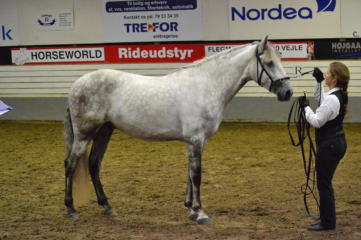 DAMOCHA 2011 - Relojero VII  billede 26