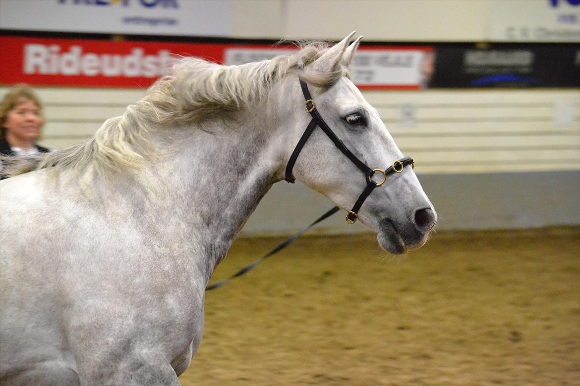 DAMOCHA 2011 - Aparejo billede 27