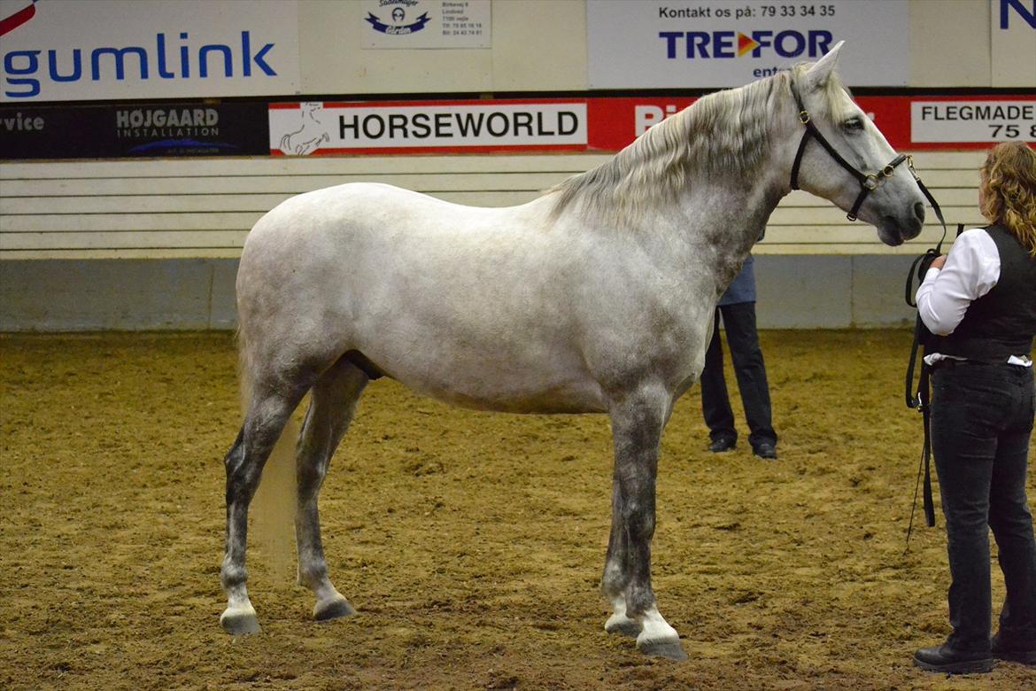 DAMOCHA 2011 - Aparejo billede 28