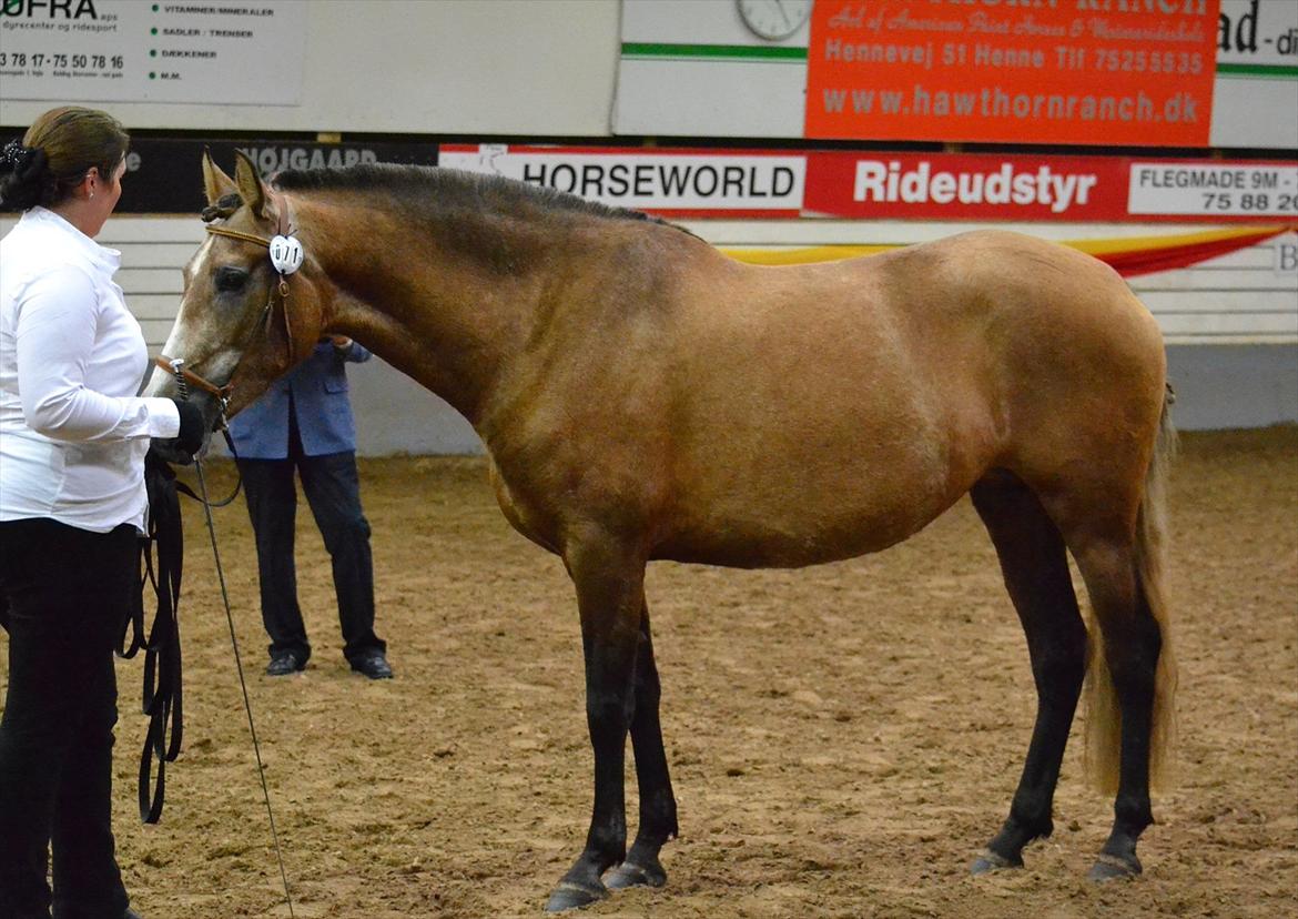 DAMOCHA 2011 - Lima De Cava billede 29